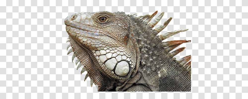 Lizard Animals, Iguana, Reptile Transparent Png