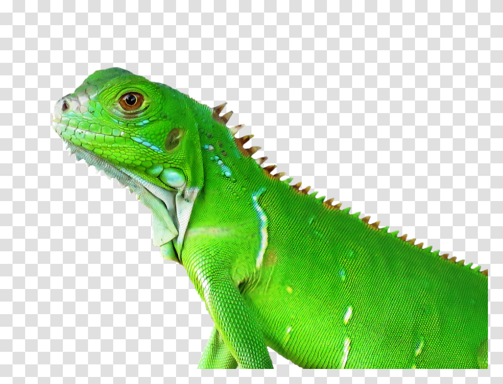 Lizard 960, Animals, Reptile, Iguana, Green Lizard Transparent Png
