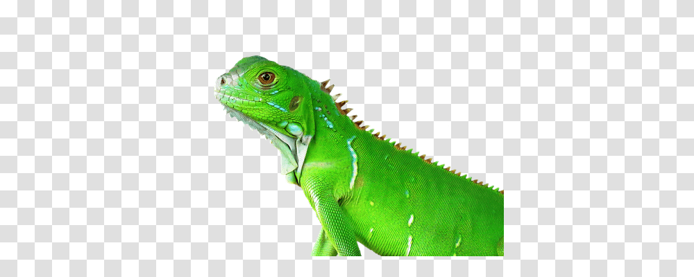 Lizard Nature, Reptile, Animal, Iguana Transparent Png