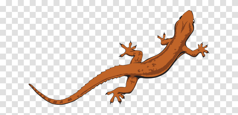 Lizard, Animals, Gecko, Reptile, Amphibian Transparent Png