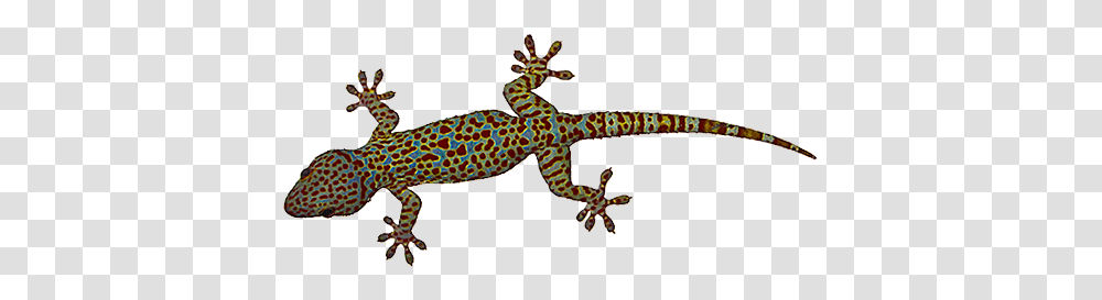 Lizard, Animals, Gecko, Reptile, Anole Transparent Png