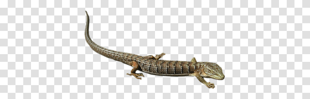 Lizard, Animals, Gecko, Reptile, Anole Transparent Png