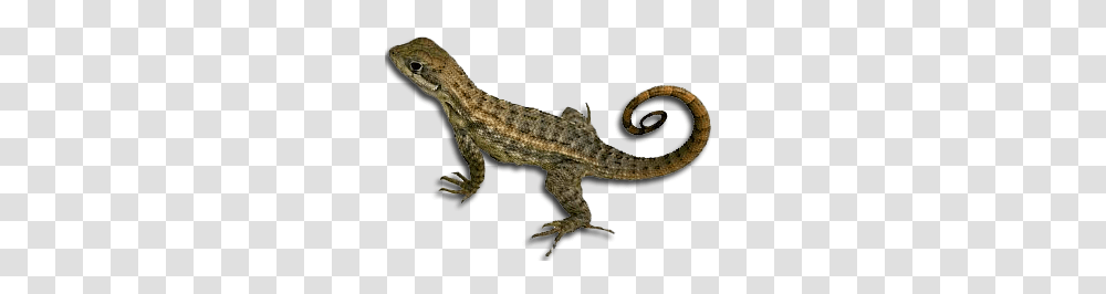 Lizard, Animals, Gecko, Reptile, Dinosaur Transparent Png