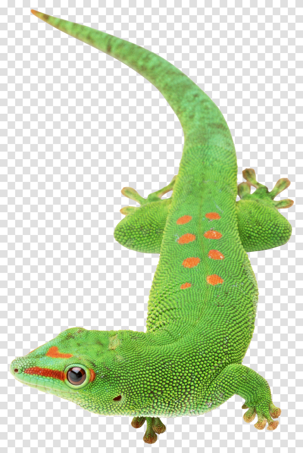 Lizard, Animals, Gecko, Reptile, Green Lizard Transparent Png