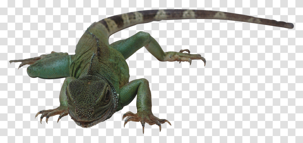 Lizard, Animals, Gecko, Reptile, Iguana Transparent Png