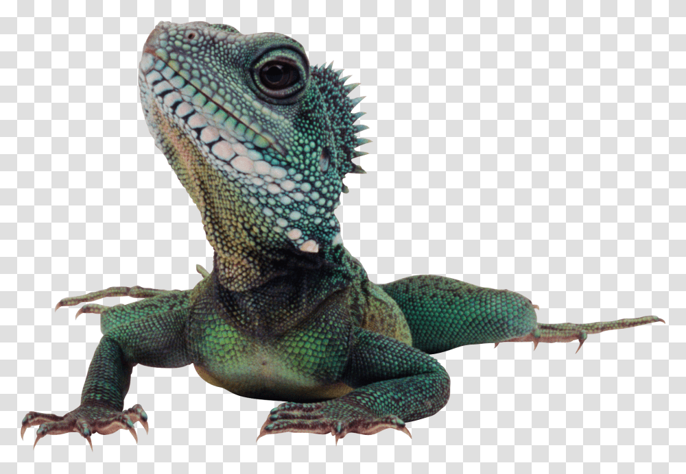 Lizard, Animals, Iguana, Reptile, Green Lizard Transparent Png