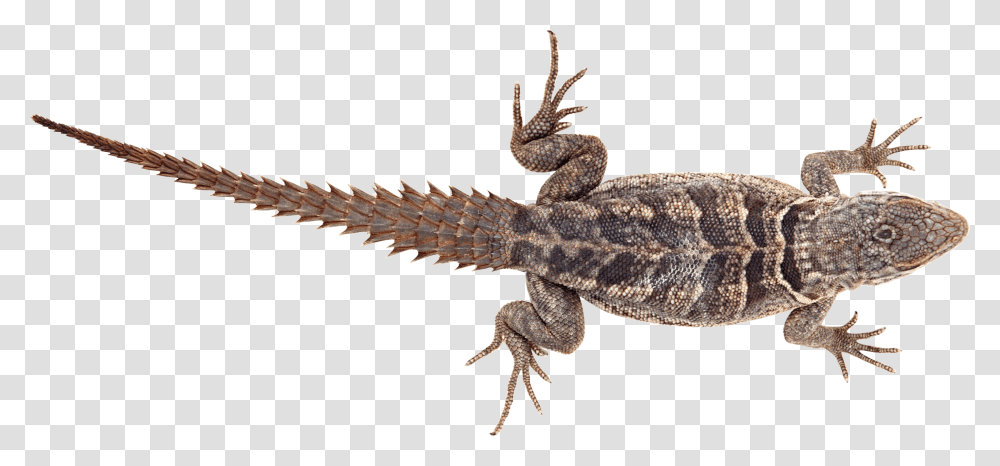 Lizard, Animals, Reptile, Bird, Gecko Transparent Png