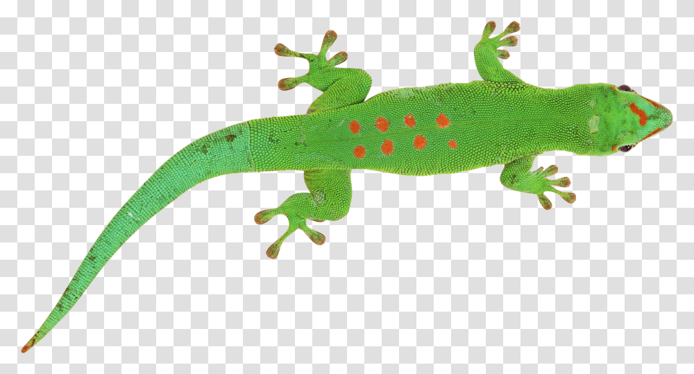 Lizard, Animals, Reptile, Gecko, Green Lizard Transparent Png