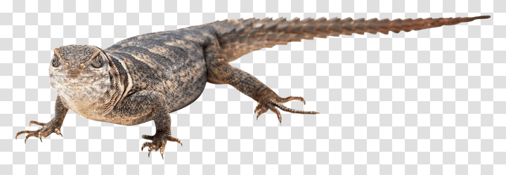 Lizard, Animals, Reptile, Gecko, Hook Transparent Png