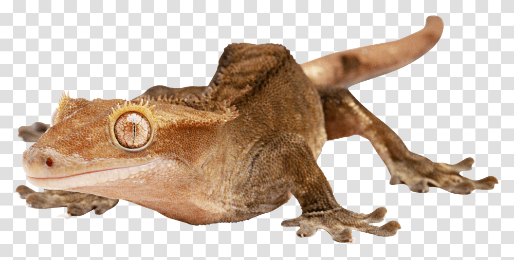 Lizard, Animals, Reptile, Gecko, Iguana Transparent Png