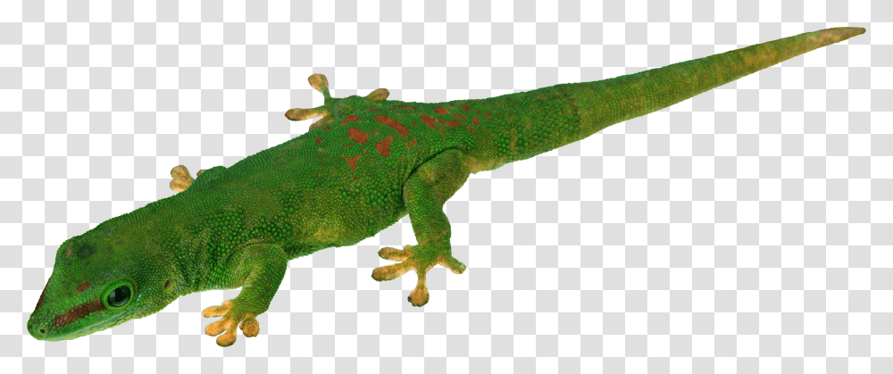 Lizard, Animals, Reptile, Gecko, Iguana Transparent Png