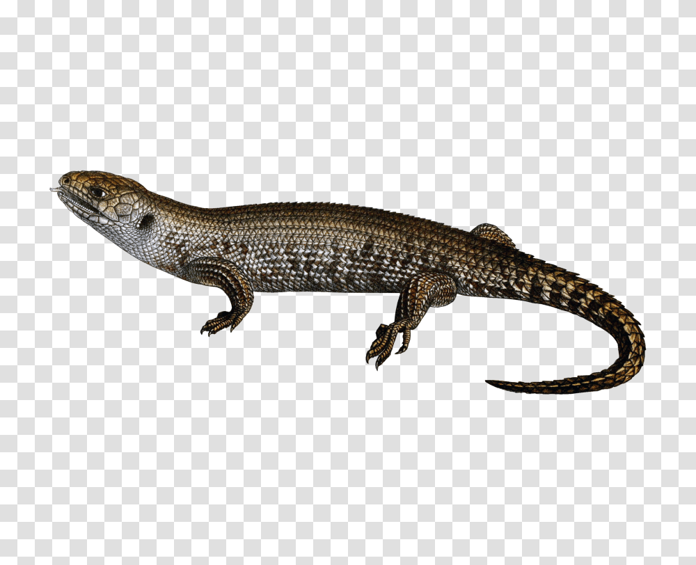 Lizard, Animals, Reptile, Gecko Transparent Png