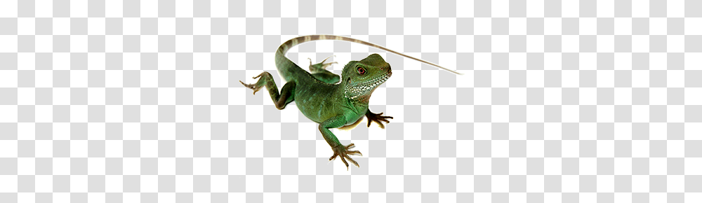 Lizard, Animals, Reptile, Green Lizard, Iguana Transparent Png