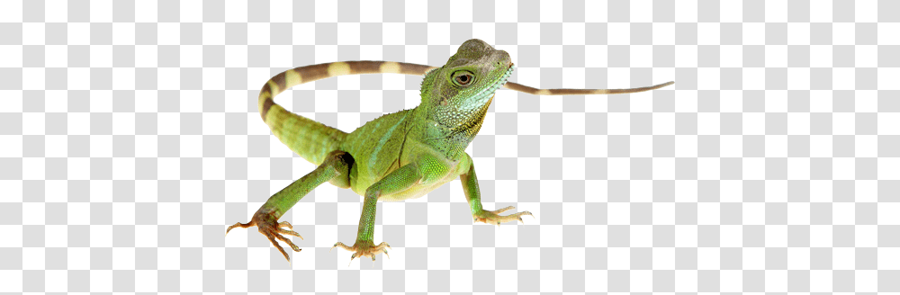 Lizard, Animals, Reptile, Green Lizard, Iguana Transparent Png
