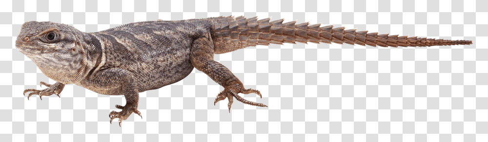 Lizard, Animals, Reptile, Hook, Claw Transparent Png