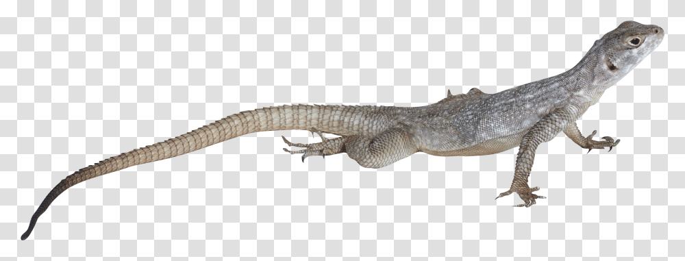 Lizard, Animals, Reptile, Hook, Claw Transparent Png