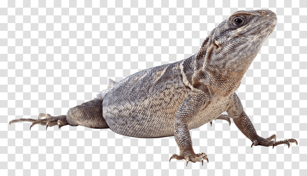 Lizard, Animals, Reptile, Iguana, Gecko Transparent Png