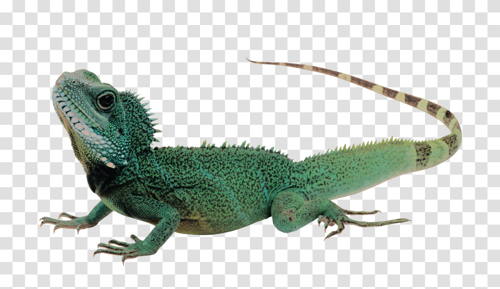 Lizard, Animals, Reptile, Iguana, Green Lizard Transparent Png