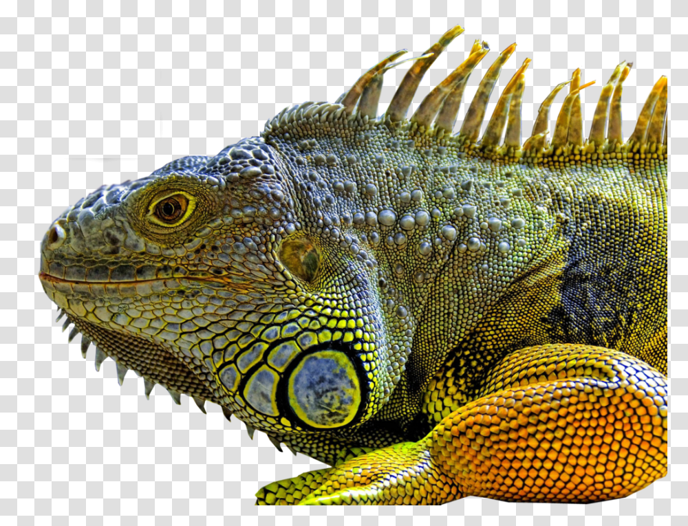 Lizard, Animals, Reptile, Iguana, Snake Transparent Png