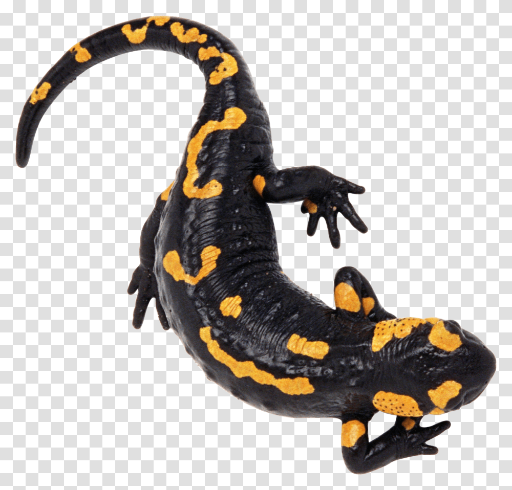 Lizard, Animals, Salamander, Amphibian, Wildlife Transparent Png