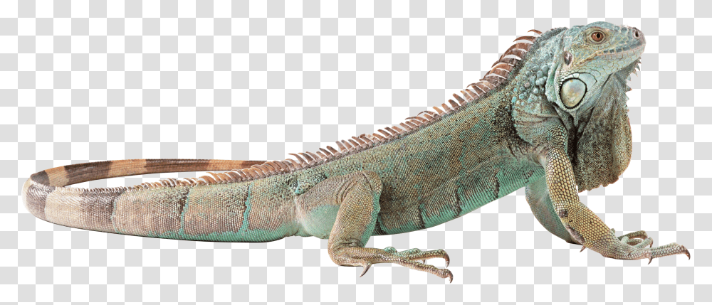 Lizard Background Iguana, Reptile, Animal Transparent Png