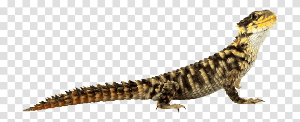 Lizard Background, Reptile, Animal, Gecko, Anole Transparent Png