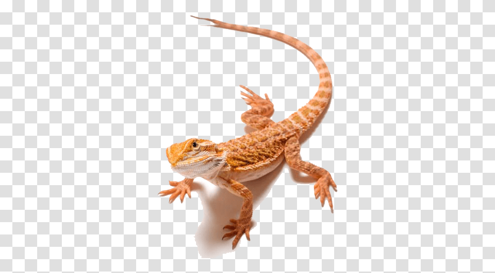Lizard Bearded Dragons Clip Art Bearded Dragon, Gecko, Reptile, Animal, Person Transparent Png