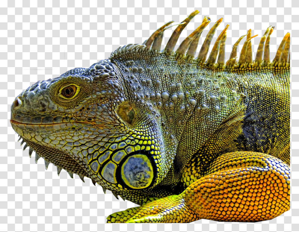 Lizard Chameleon Iguana, Reptile, Animal, Snake Transparent Png