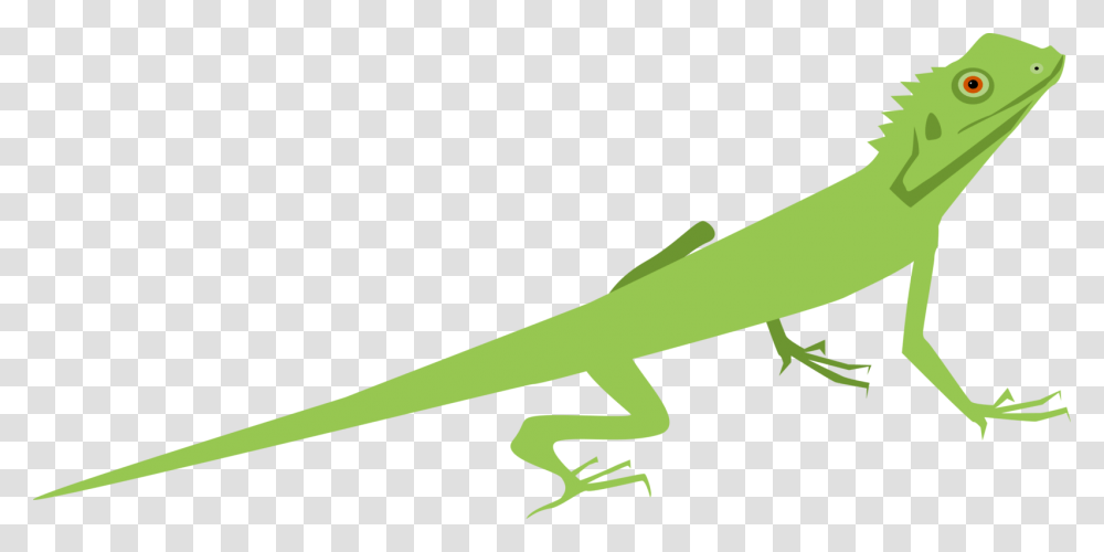 Lizard Common Iguanas Gecko Chameleons Reptile, Animal, Anole, Green Lizard Transparent Png