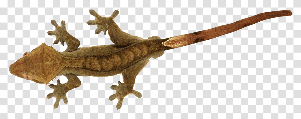 Lizard Crested Gecko Background, Reptile, Animal, Cross, Symbol Transparent Png