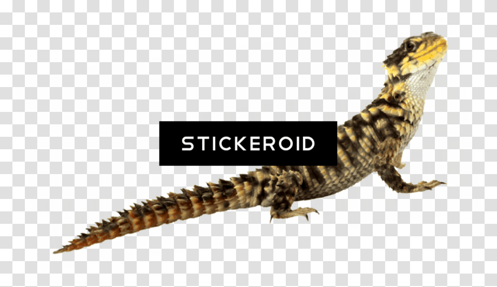 Lizard, Dinosaur, Reptile, Animal, Snake Transparent Png