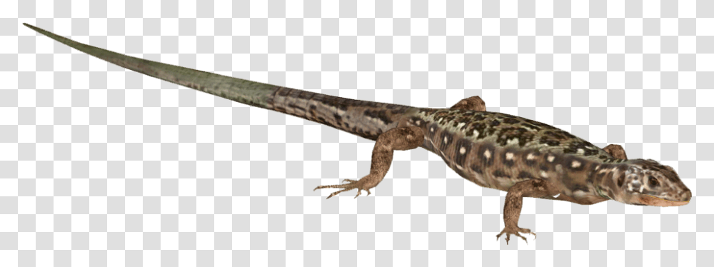 Lizard Download Gekkonidae, Reptile, Animal, Gecko, Amphibian Transparent Png