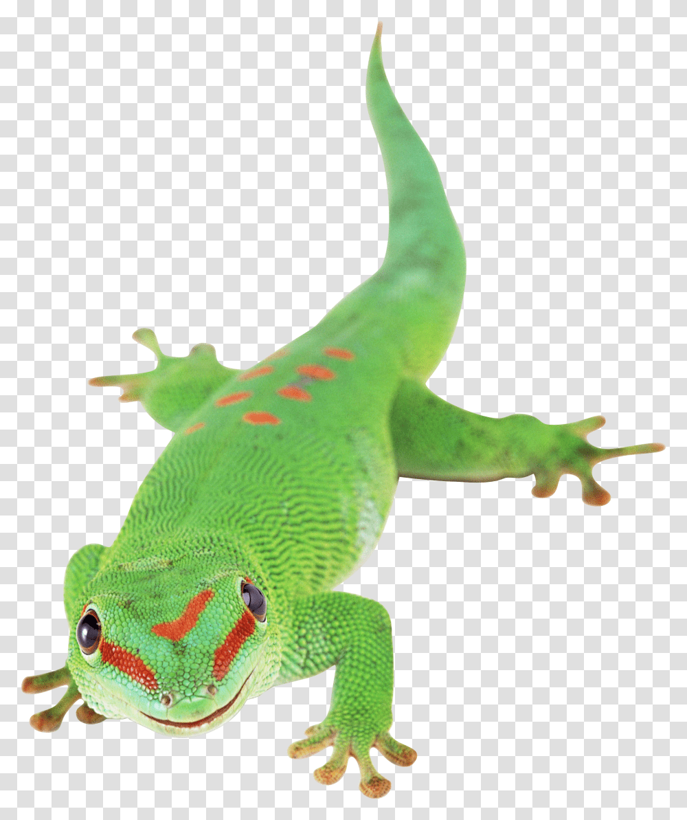 Lizard, Gecko, Reptile, Animal, Green Lizard Transparent Png
