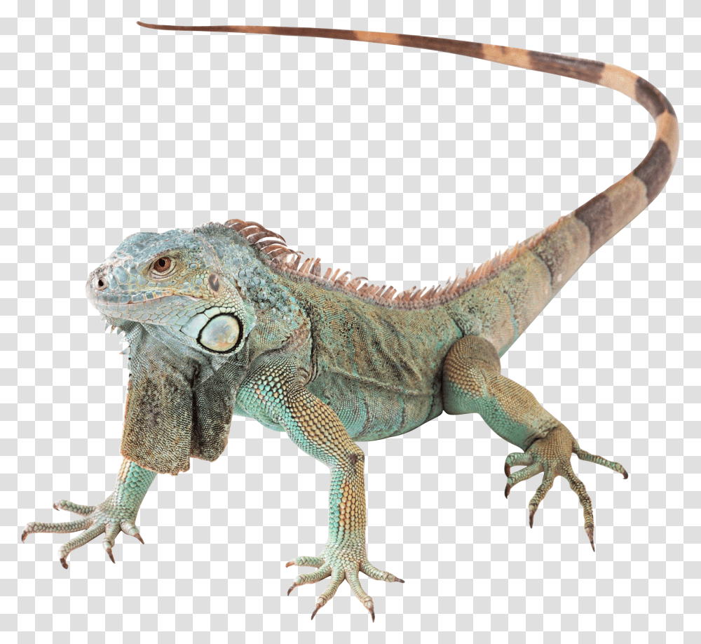 Lizard Green Iguana, Reptile, Animal, Dinosaur Transparent Png