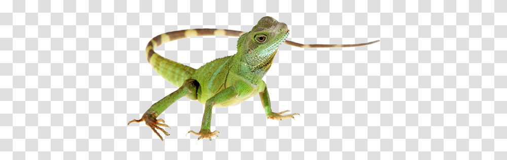Lizard Hd Lizard, Green Lizard, Reptile, Animal, Gecko Transparent Png