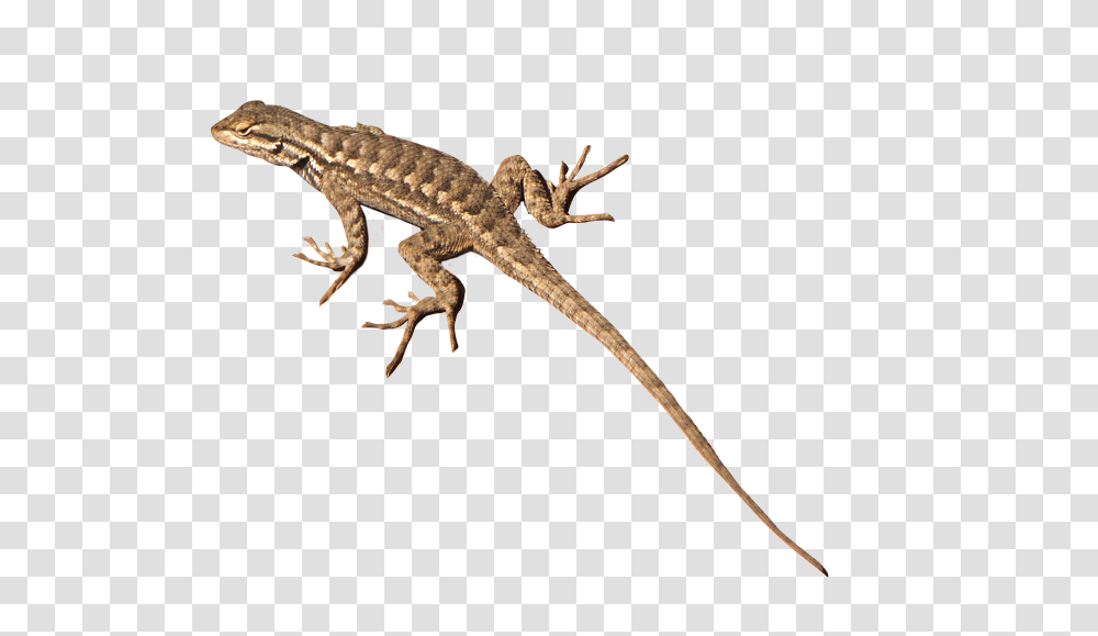 Lizard Hd Lizard Hd Images, Reptile, Animal, Gecko, Anole Transparent Png