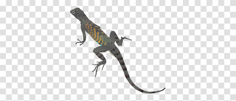 Lizard Icons, Gecko, Reptile, Animal, Anole Transparent Png