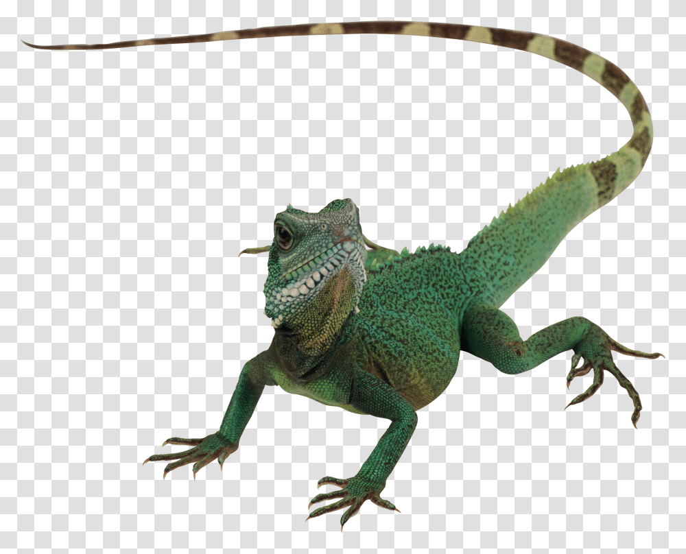 Lizard, Iguana, Reptile, Animal, Dinosaur Transparent Png