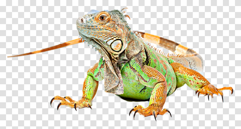 Lizard Iguana Sticker By Taliafera Green Iguana Transparent Png