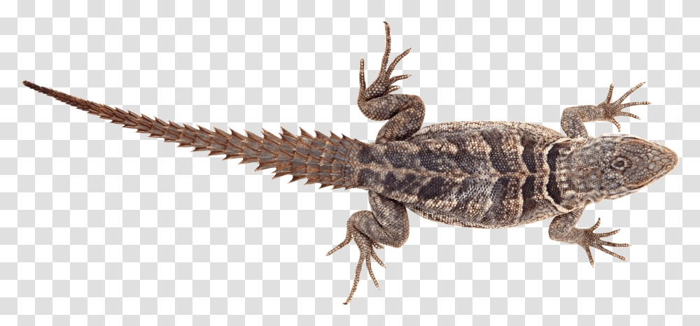 Lizard Images Free Download Kertenkele, Reptile, Animal, Gecko, Anole Transparent Png