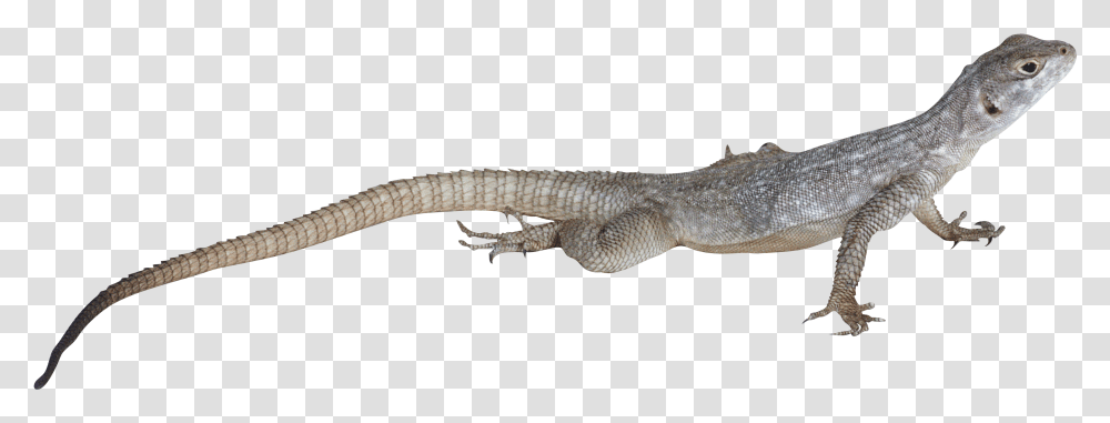 Lizard Images Free Download, Reptile, Animal, Gecko, Iguana Transparent Png