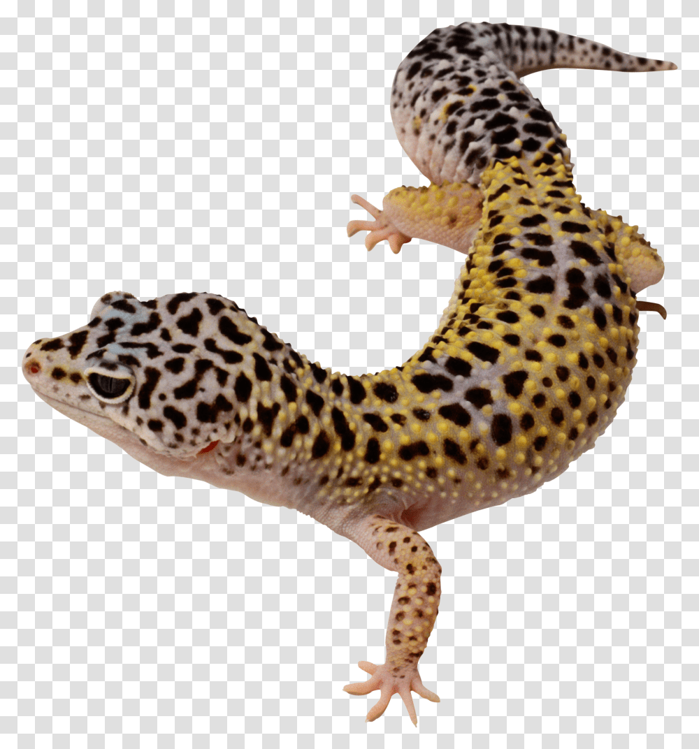 Ящерица леопардовый геккон
