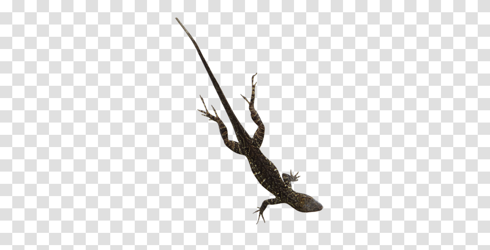 Lizard Lizard Images, Staircase, Oboe, Musical Instrument, Leisure Activities Transparent Png