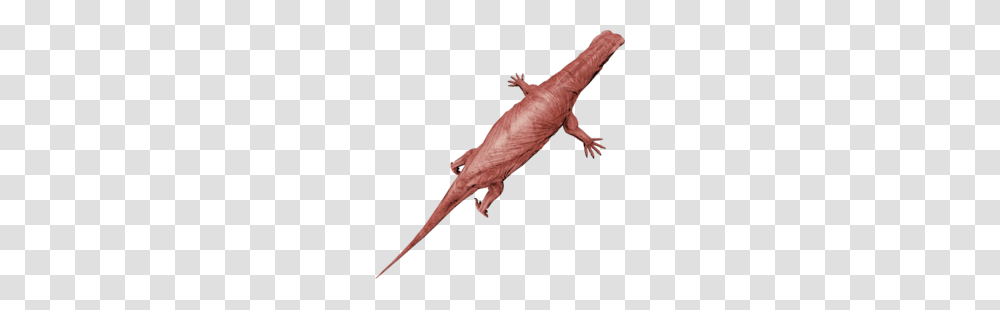 Lizard Meat, Person, Human, Animal, Amphibian Transparent Png