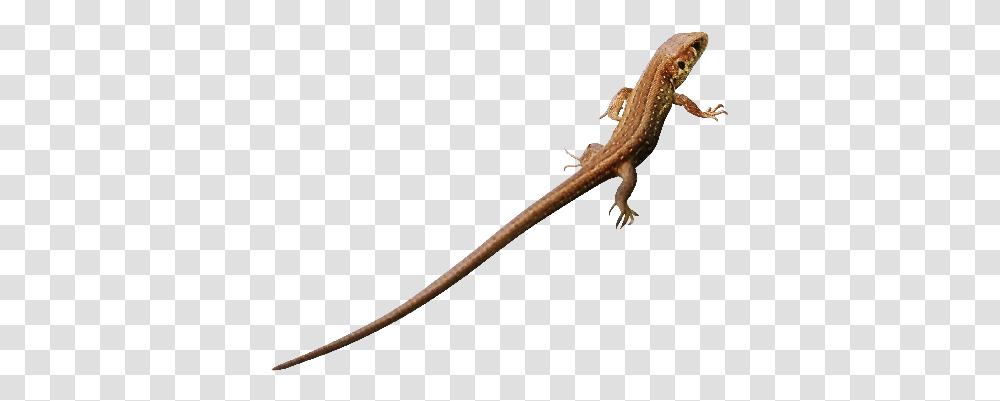 Lizard Photo Lacerta, Gecko, Reptile, Animal, Amphibian Transparent Png