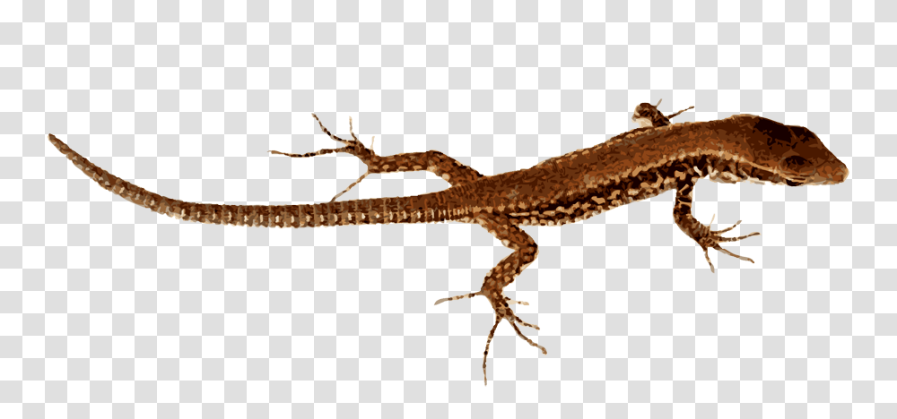 Lizard Pic, Dinosaur, Reptile, Animal, Gecko Transparent Png