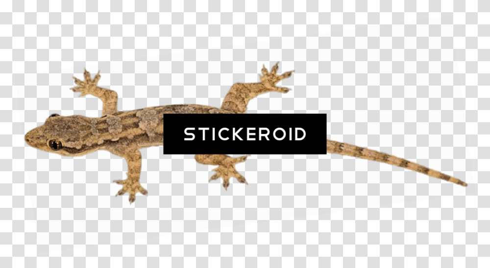 Lizard Pic, Gecko, Reptile, Animal, Cross Transparent Png