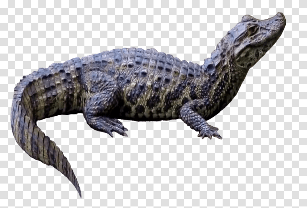 Lizard, Reptile, Animal, Crocodile Transparent Png