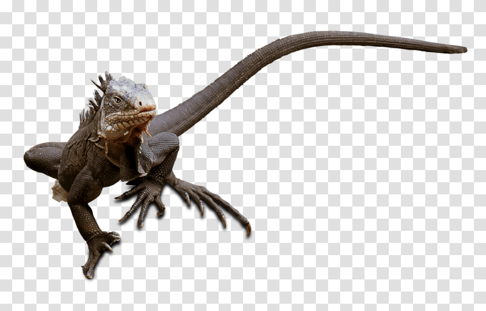 Lizard Reptile Animal Free Photo On Pixabay Lagarto, Dinosaur, Iguana Transparent Png