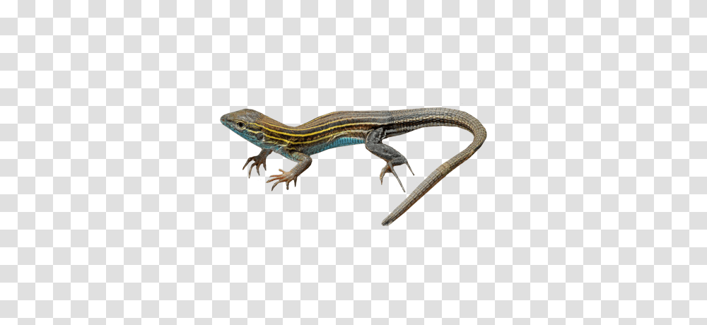 Lizard, Reptile, Animal, Gecko, Anole Transparent Png